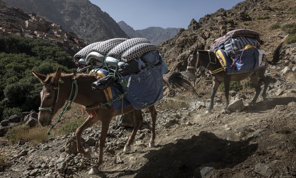 Mules carrying large loads on a mountain path